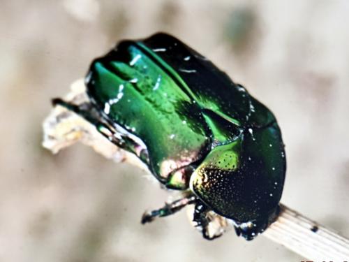 Réf. 286 091 : Cetonia aurata